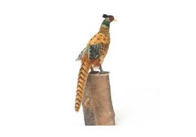 HANSA Pheasant Soft Toy Bird, 12-inch Height, Multicolor