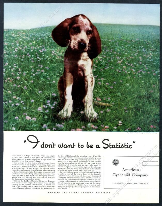 1941 german shorthaired pointer puppy photo American Cyanamid vintage print ad