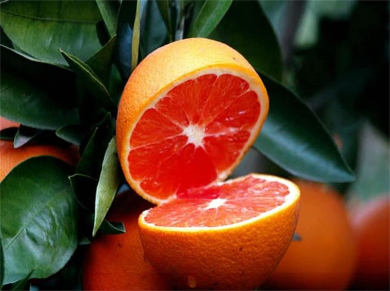 Natural Fruit Seeds Blood Orange Seeds 20Pcs