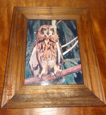 Vintage picture of owl sitting on tree branch wood Framed Brown
