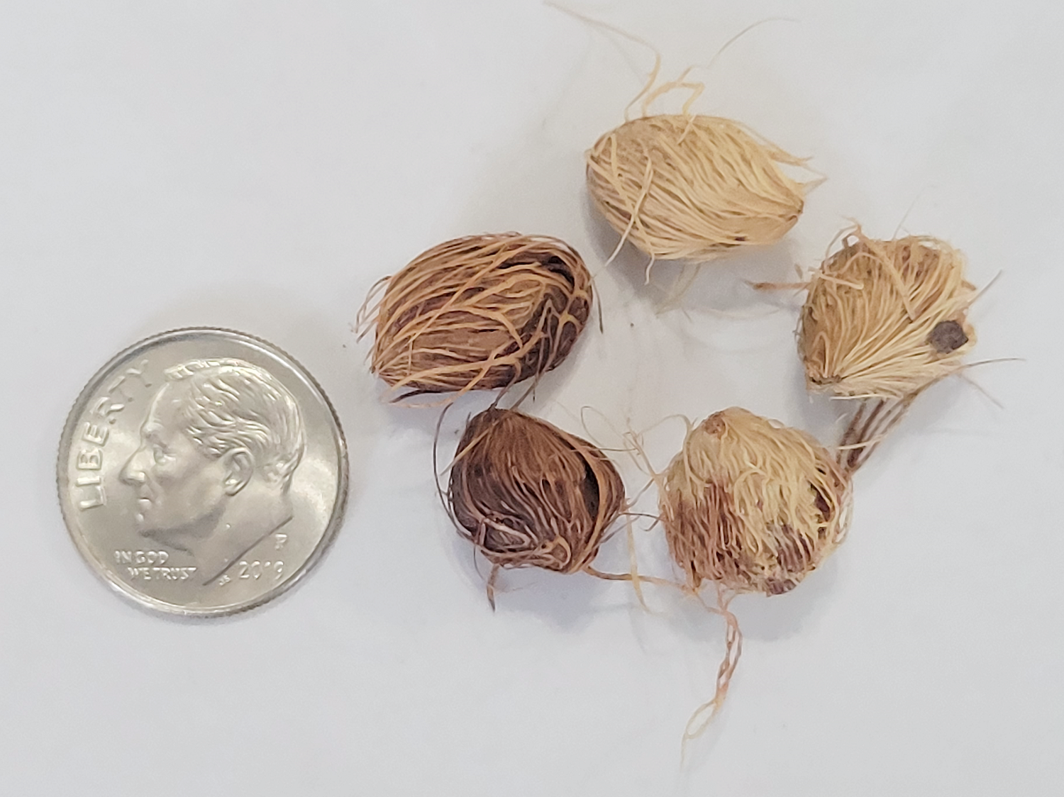 10 Areca Butterfly Palm Tree Seeds - Dypsis lutescens - Indoor Houseplant Seeds