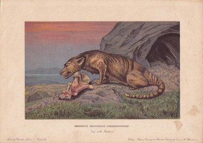 1902 MESONYX Print - Paleoart - Prehistoric Wall Art - 10.5 x 7.5 Inches