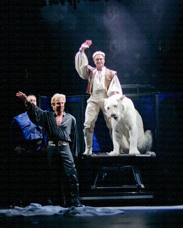 SIEGFRIED & ROY PRODUCE WHITE TIGER ON STAGE / Archival Magicians Photo Reprint