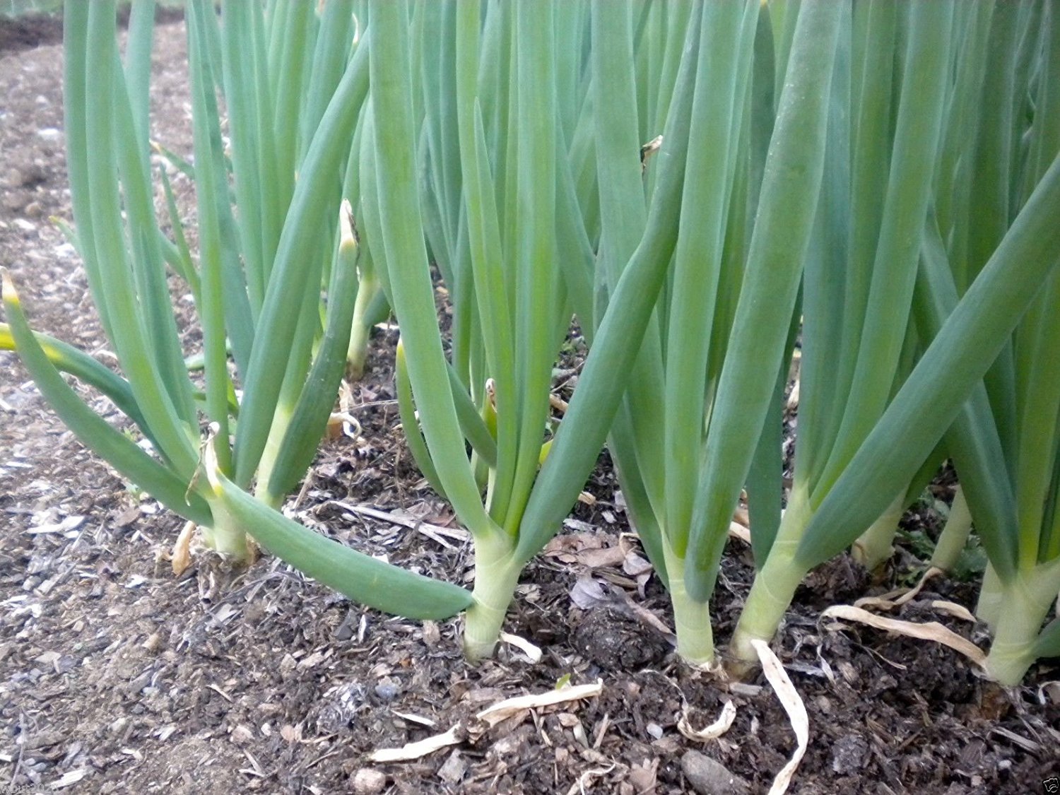 Evergreen White Bunching Onion Seeds, Scallions, NON-GMO, Heirlom, FREE SHIPPING