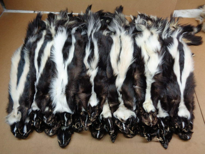 Real Tanned Skunk Hide Fur Pelt Face Tail 26-28