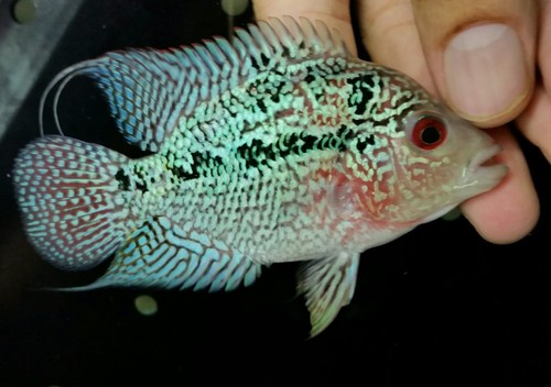 Flowerhorn Kamalau High Quality!! 3inch #58