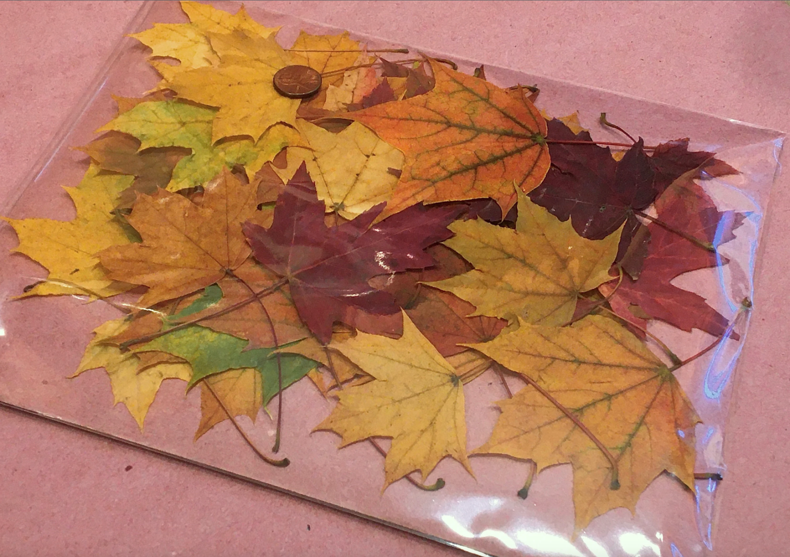 Maple leaves - Real pressed autumn foliage Fall class project -resin clay copper