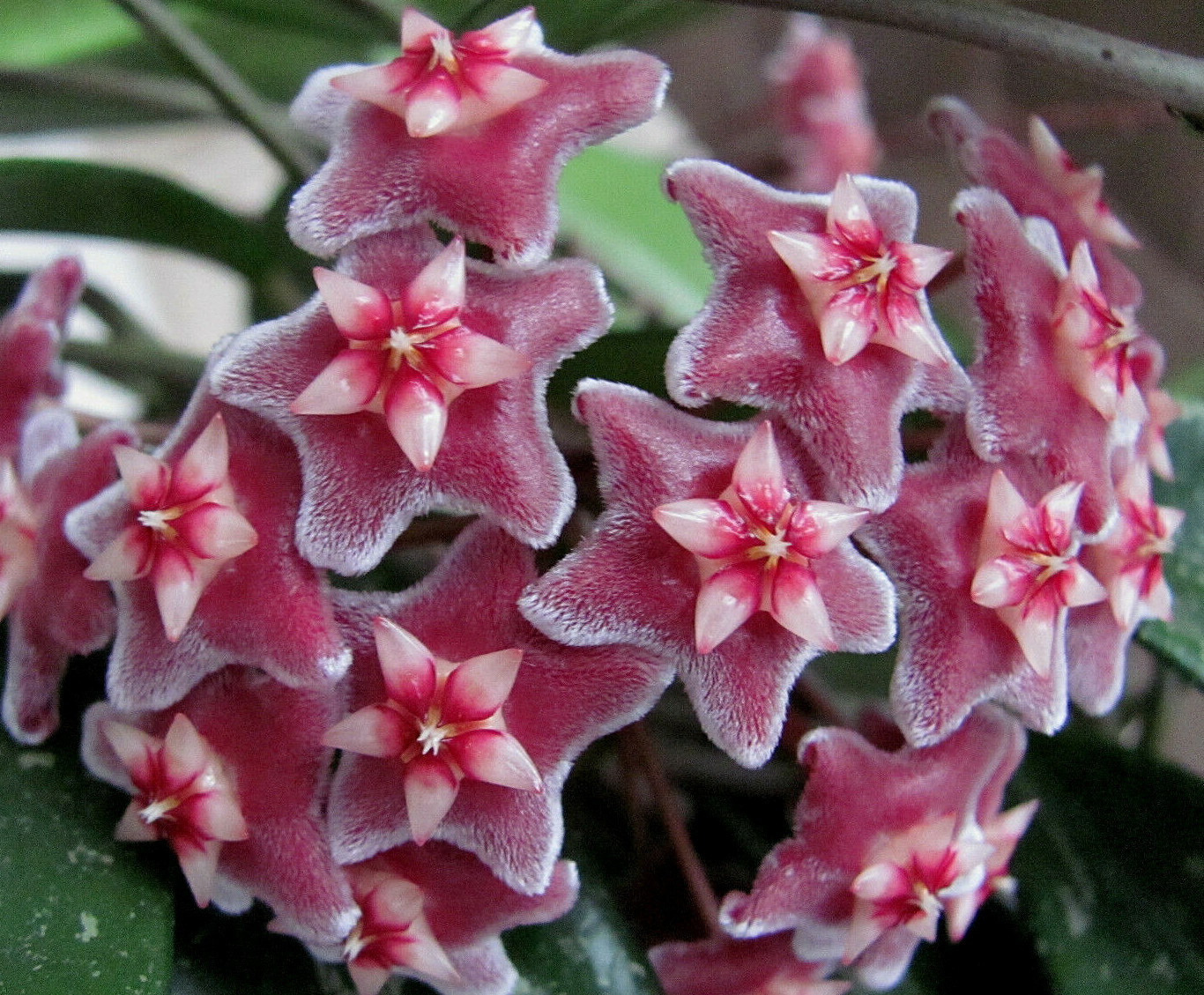 Hoya Wachsblume Porzellanblume Silver Pink