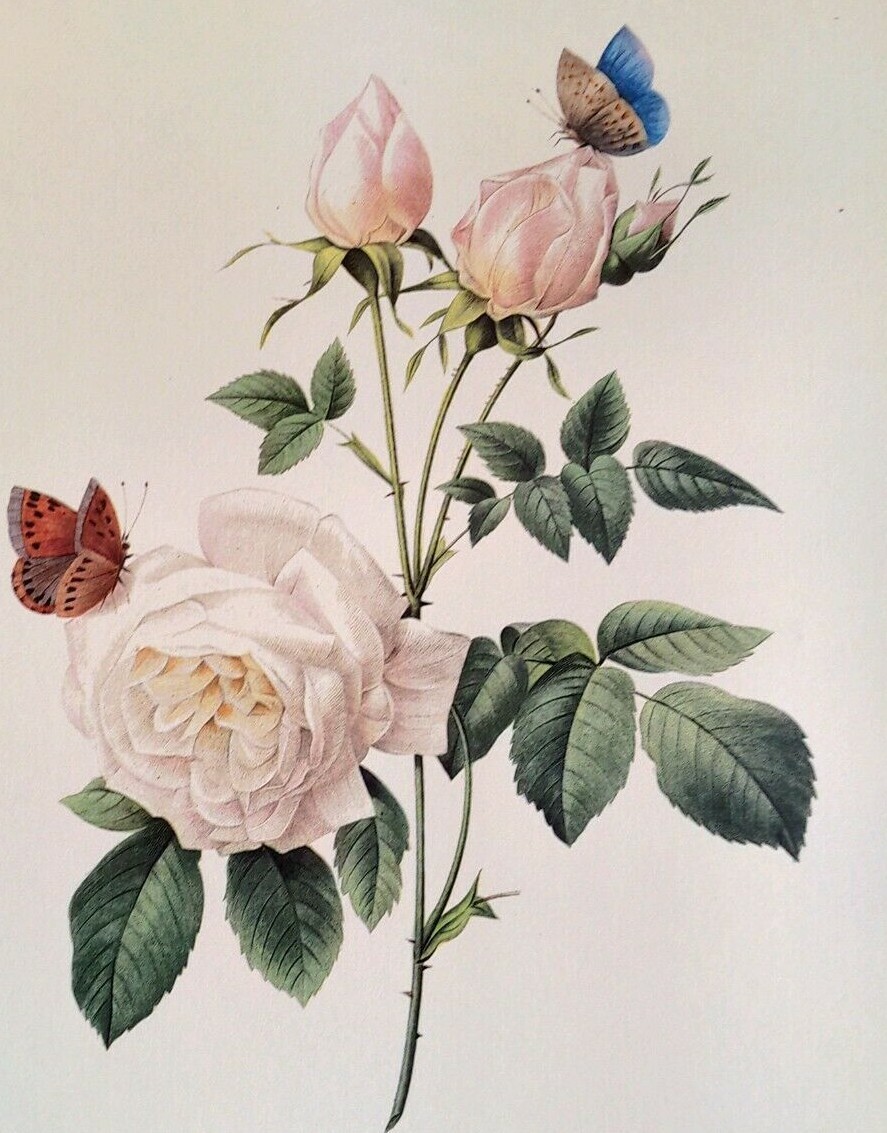 P. J. Redoute Flowers Bengale The Hymenee Botanical Art Print Book Plate 123