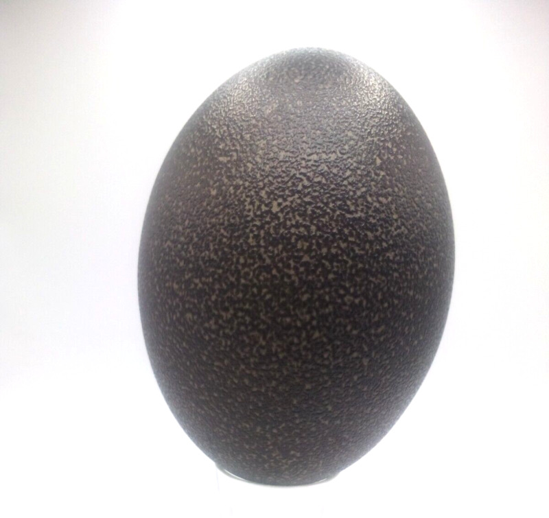 TEAL  EMU EGG SHELL (blown out, repaired, NO HOLES)