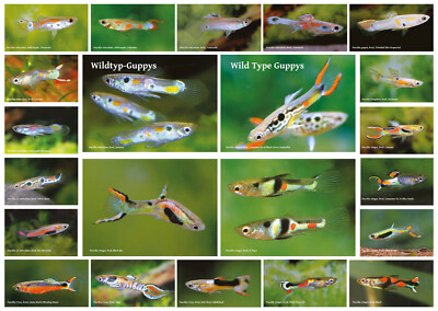 AQUALOG - Fold Poster - Wild Type Guppies