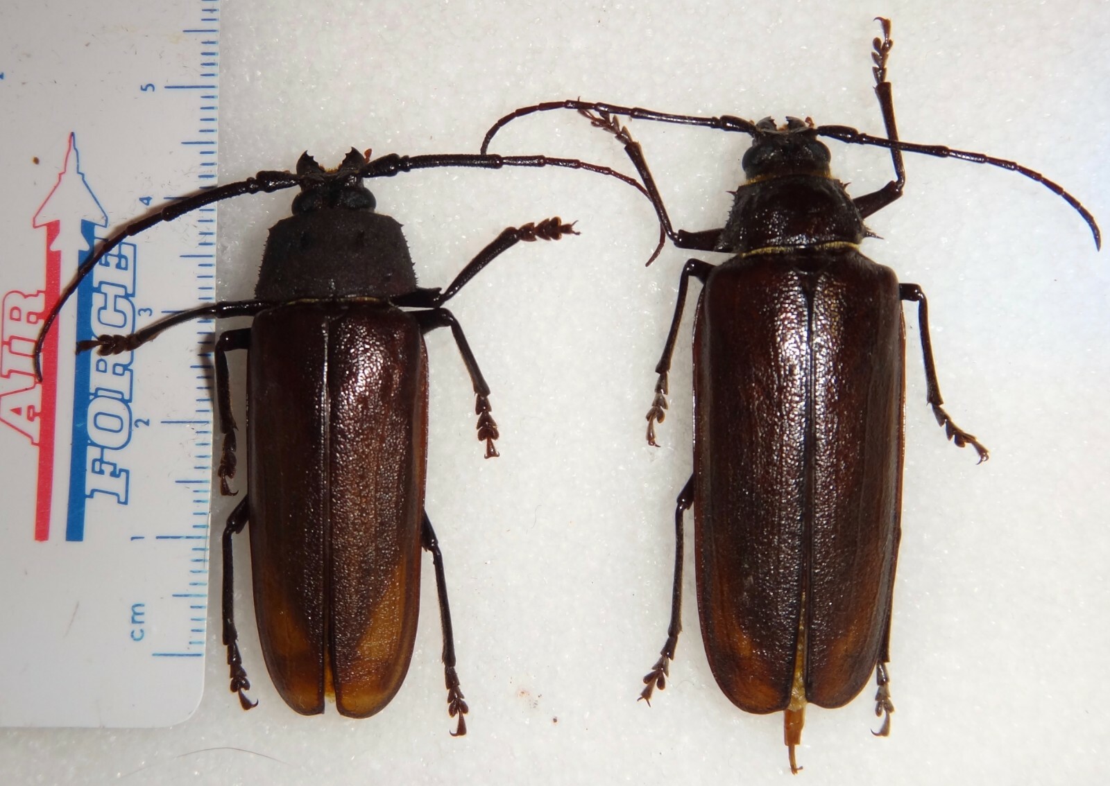 TOP RARITY Prioninae Trichocnemis spiculatus Pair 50mm MT