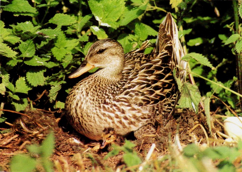 Ak Ddr Ente Mittelente Mit KÃ¼Ken (8) Ansichtskarte Foto Planet Verlag Berlin   
