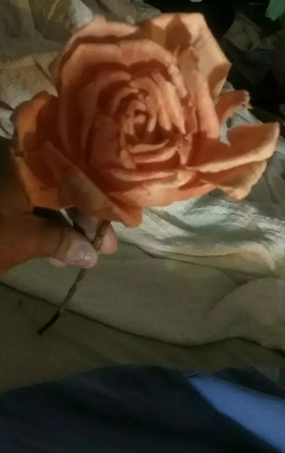 1963 Jackson & Perkins  The Rose of the Year Tropicana Handmade Wooden Petals.