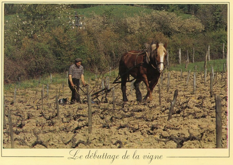 *23356 Cpm Les MÃ©Tiers D'Antan - Le DÃ©Buttage De La Vigne