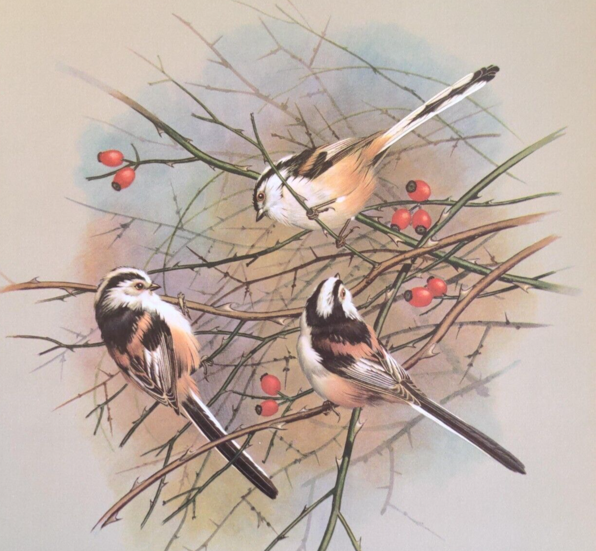 Basil Ede Long-tailed Tit Birds Vintage Art Print Book Plate