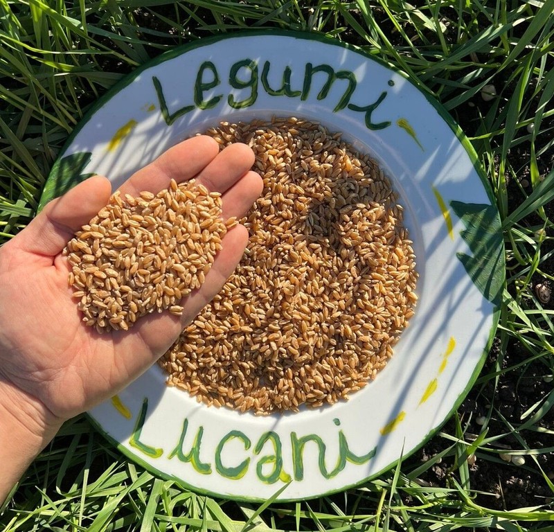 Grano Duro Senatore Cappelli, Coltivato In Basilicata, Italia, Legumi Secchi.