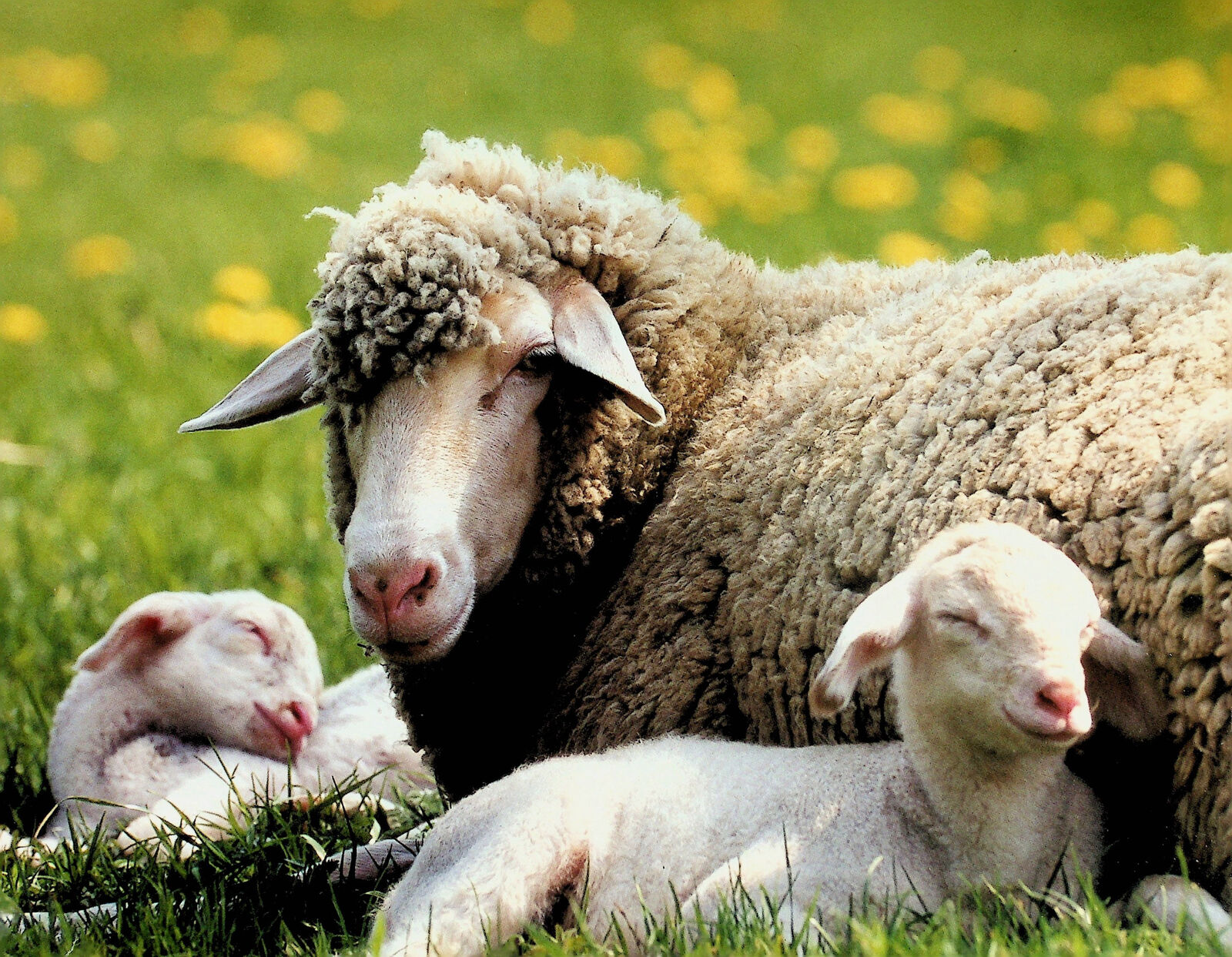 Mama Lamb And Her Baby Sheep - Cute Farm Animal Poster 9
