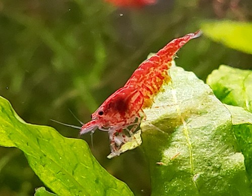 Red Cherry Shrimp RCS Neocaridina 20+ Dwarf ...