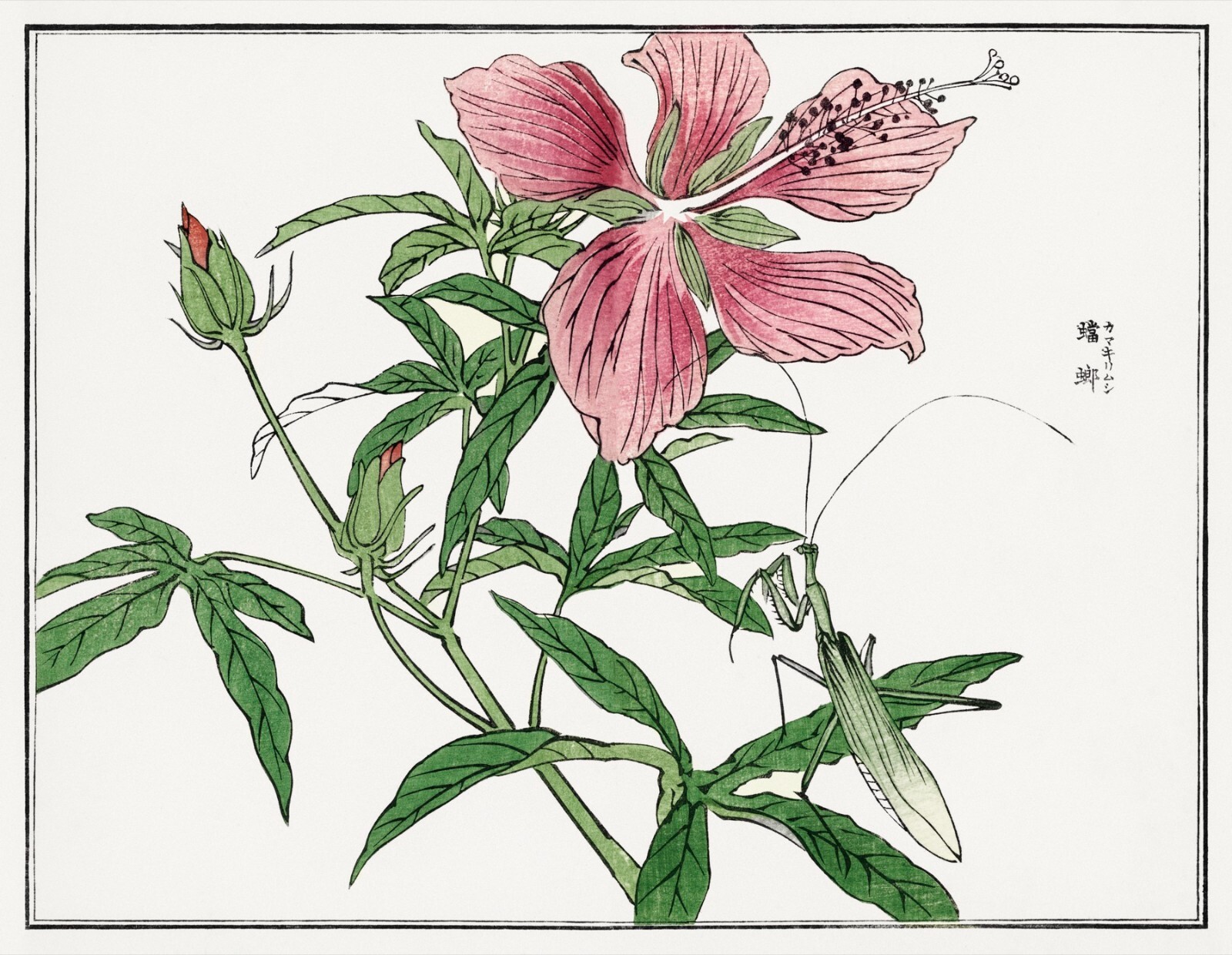 13585.Poster print.Room Wall Nature art design.Japanese drawing.Oriental decor