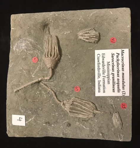 Splendid Four Crinoid, Three Species Crawfordsville Crinoid Fossil