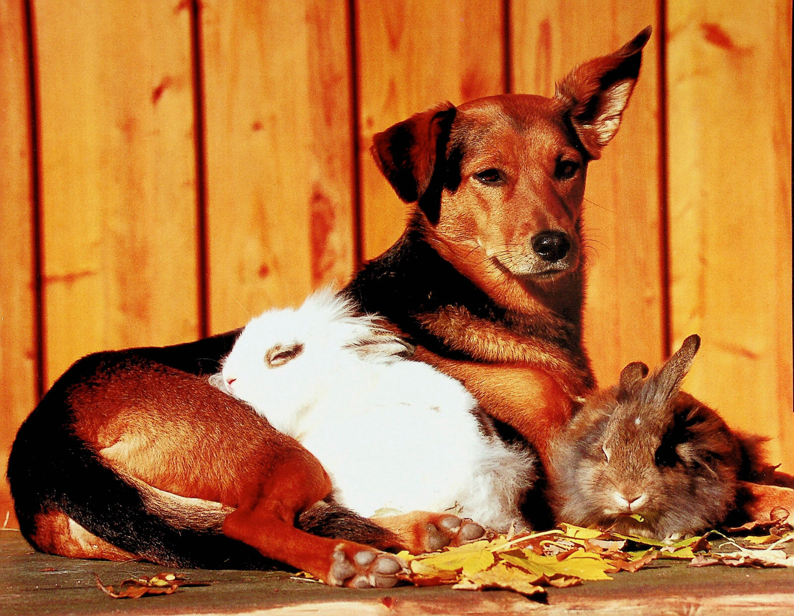Farm Dog Looking After Some Rabbits - Farm Animal Poster 9