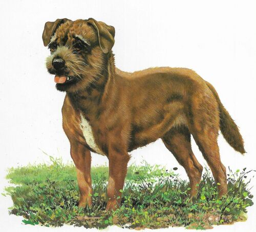 Border Terrier - CUSTOM MATTED - 1976 Vintage Dog Art Print - Cozzaglio 