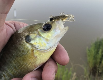 Panfish Assassins Assassin Jumper 2/" Chartreuse 20 ct Bluegill Crappie Fishing