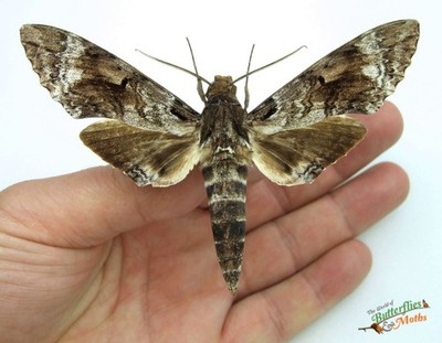 X Papillon Hawk de Nuit Ensemble x1 A1- Spécimen Entomologie Insect Belle