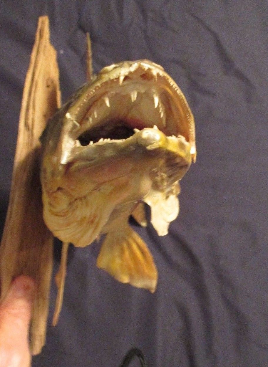 Walleye Taxidermy Fish Mount Nice 21