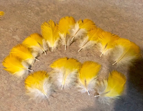 15 Yellow MACAW Parrot Feathers, 1-2”, Fly Tying, Costumes, Jewelry