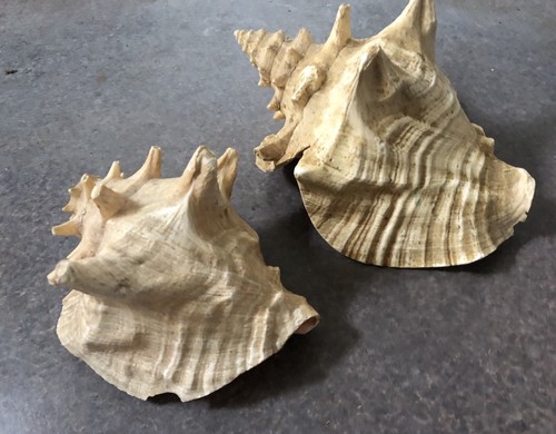 Strombus Gigas Pink Conch Sea Shell Seashell Lot