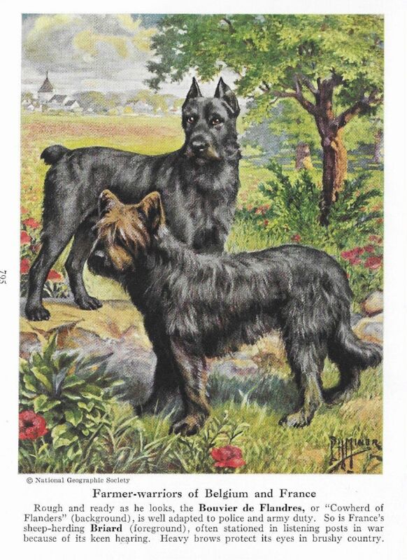 Bouvier des Flandres - CUSTOM MATTED - 1941 Vintage Color Dog Art Print