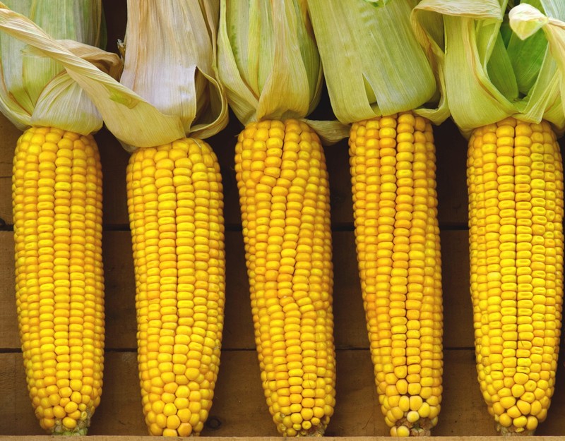 Popcorn-Mais Zea Mais Everta  Puffmais Zuckermais FrÃ¼H Reifender Mais 100 Samen