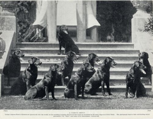 LABRADOR RETRIEVER OLD ORIGINAL DOG PRINT 1934 A FAMOUS GROUP WITH CH. BOLO 