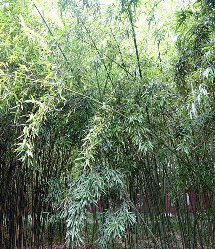 Bamboo Red Margin Phyllostachys Rubromarginata Bare Root Plant Rhizome Privacy 
