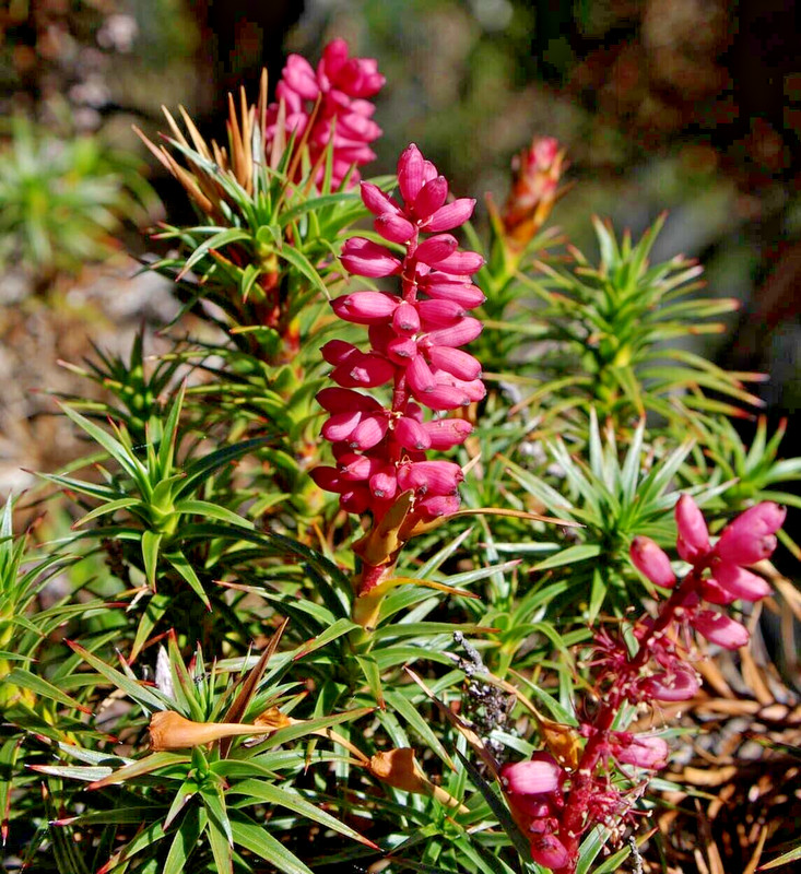 Samen Honigbusch Gartenpracht Heidekraut  Honig-Busch Erstklassige Geschenk Idee
