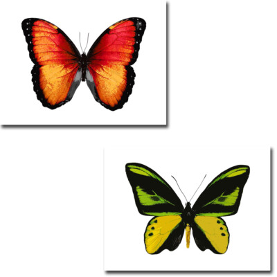 Vibrant Butterfly VI & VII 2-pc Gallery-Wrapped Canvas Art