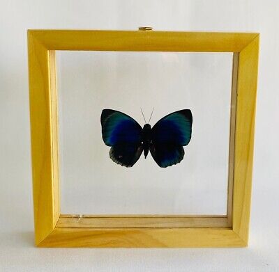 Framed butterfly -Worldwide Insects -Agrias Hewitsonius Beata (Agria Beata) 6x6