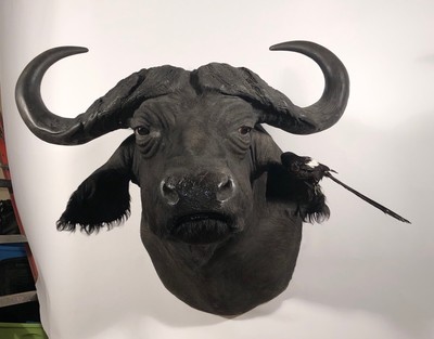 schleich water buffalo