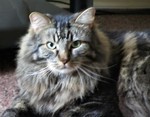 catlover666