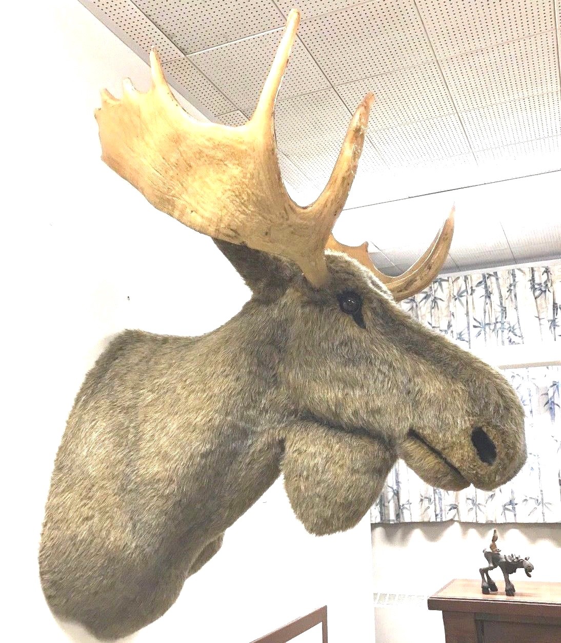 New Life Size Faux Moose Head Mount Hand-Crafted all Synthetic Materials