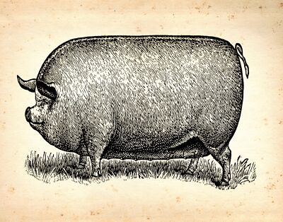 Decoration Poster.Home room art.Interior design.Fat pig
