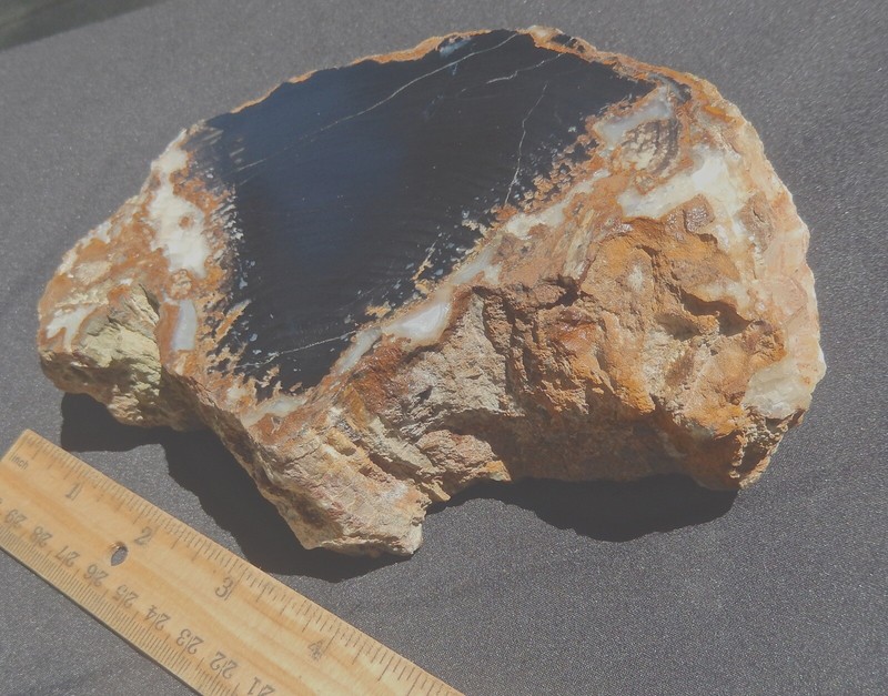 black-petrified-wood-large-with-distinct-bark-rings-13-kg295-lbs-nevada