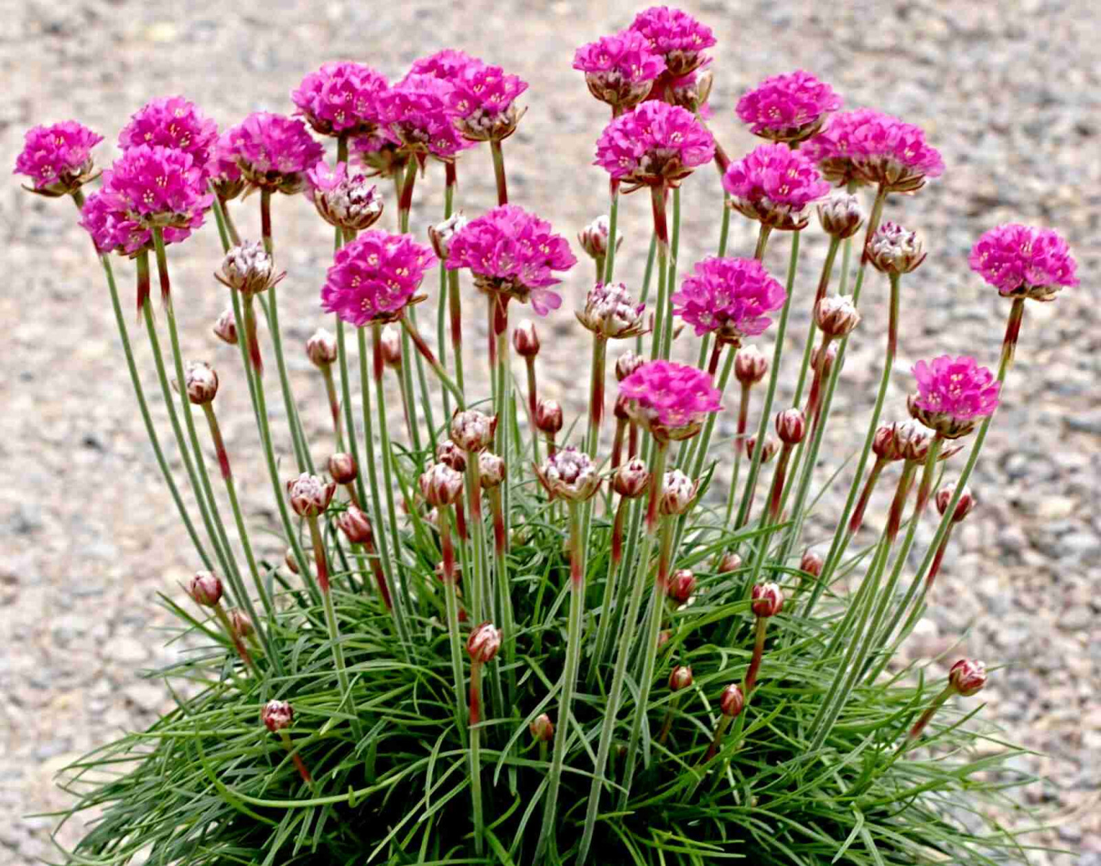 Grasnelke Samen,  Armeria maritima,  Blume des Jahres 2024
