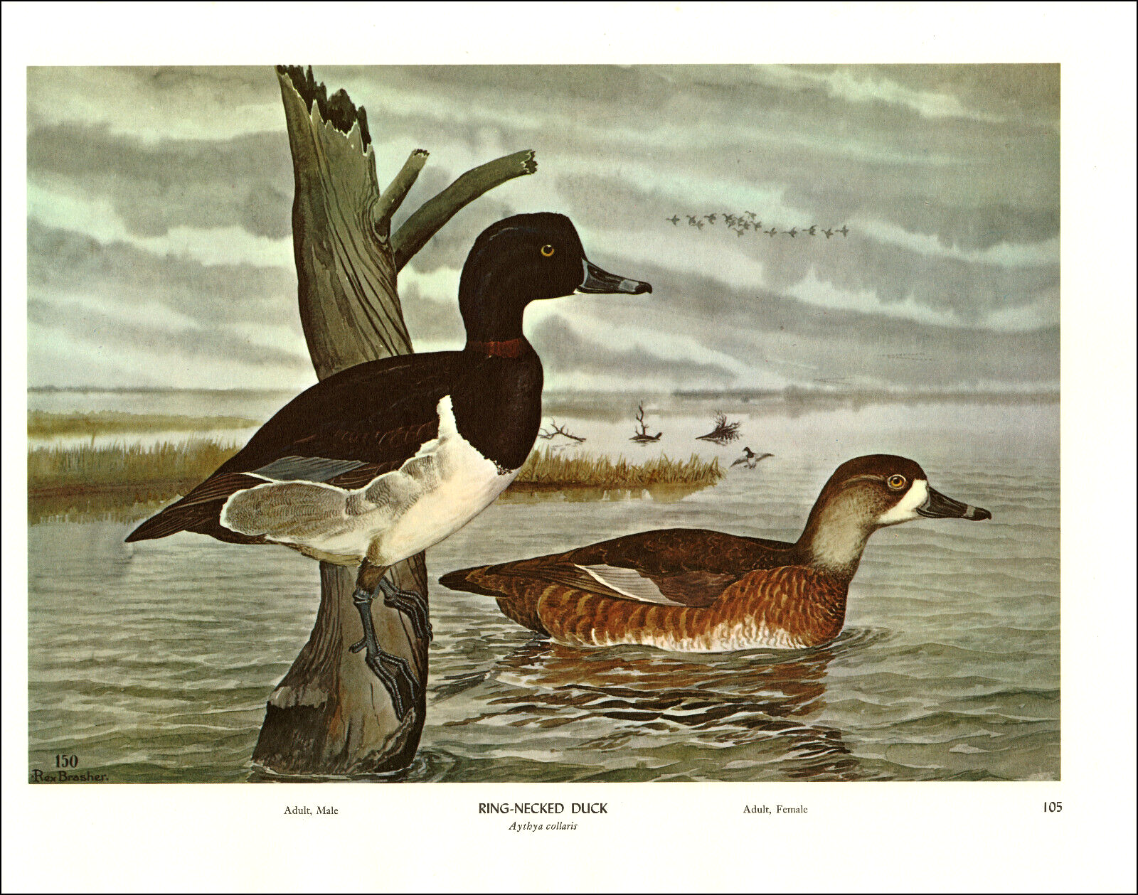 アート・デザイン・音楽 CLASSIC NATURAL HISTORY PRINTS BIRDS アート・デザイン・音楽 CLASSIC NATURAL HISTORY PRINTS BIRDS