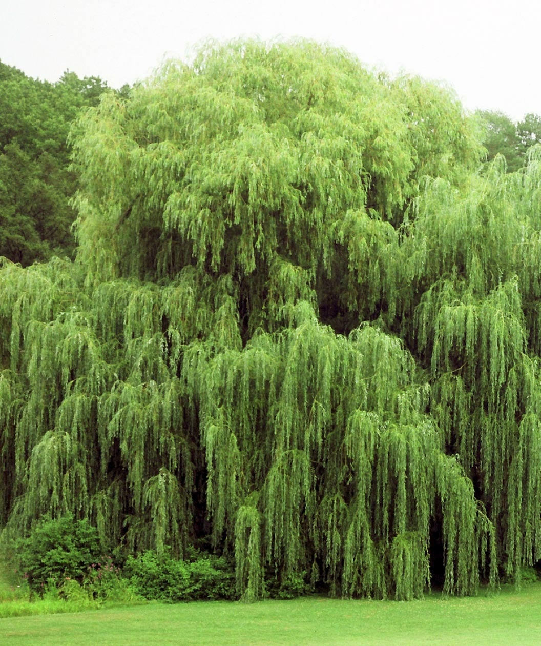 (4) Weeping Willow Trees, 8\