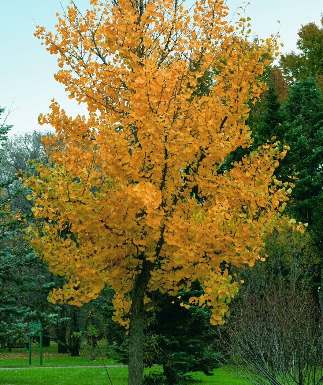 Ginkgo biloba 'Princeton Sentry' / Maidenhair Tree, Peat Ginkgo biloba 'Princeton Sentry' / Maidenhair Tree, Peat