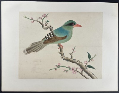 Original Chinese Watercolor of Green Magpie or Cissa. 39