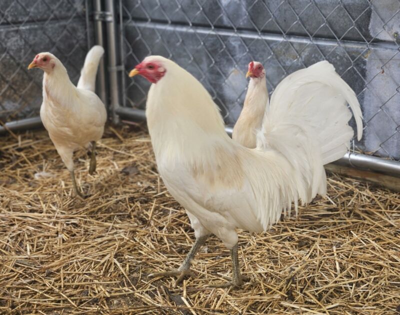 8 White Mclean Hatch-Super Hatch-Chicken Game Hatching Eggs-Free Shipping